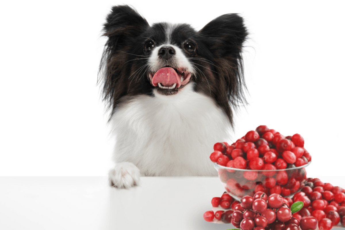 Are dried cranberries bad for dogs best sale